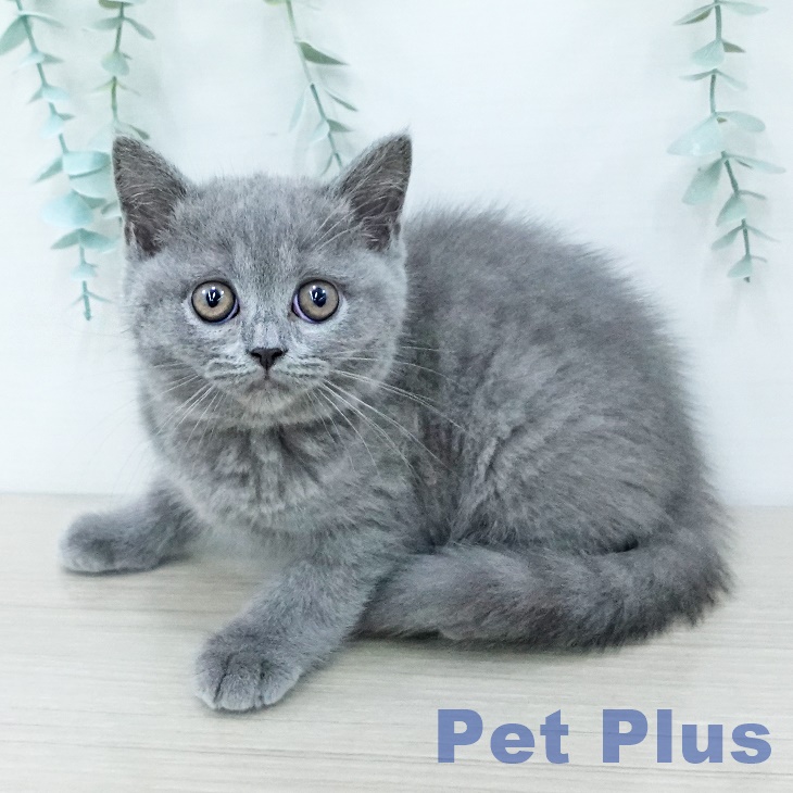 ブリティッシュショートヘア