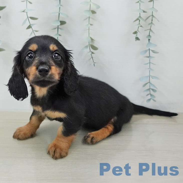 ミニチュア・ダックスフンド