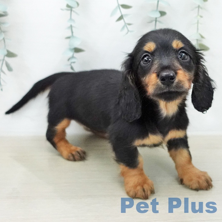 ミニチュア・ダックスフンドの写真2