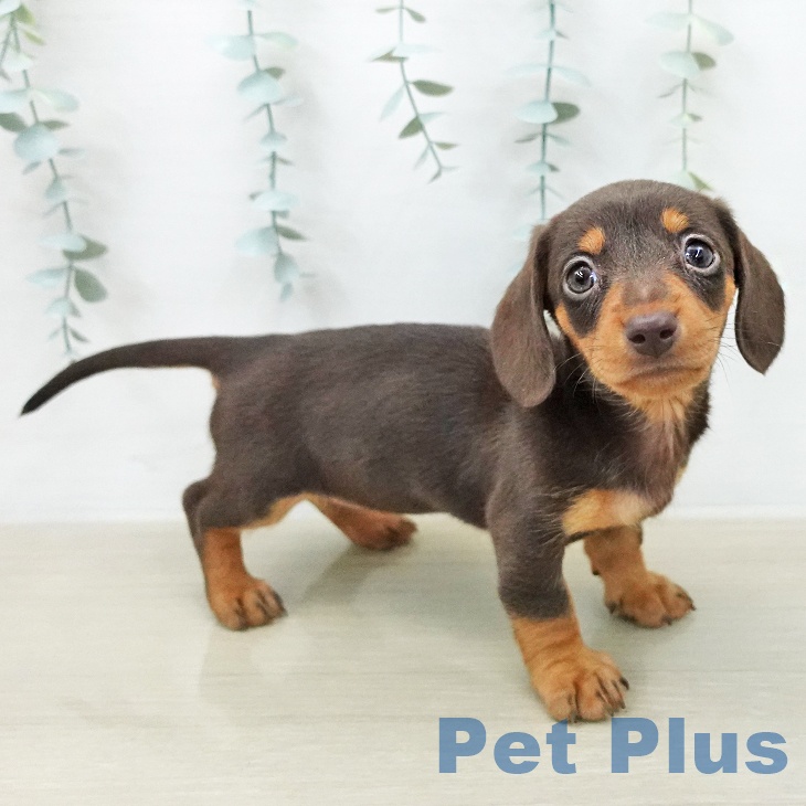 ミニチュア・ダックスフンド