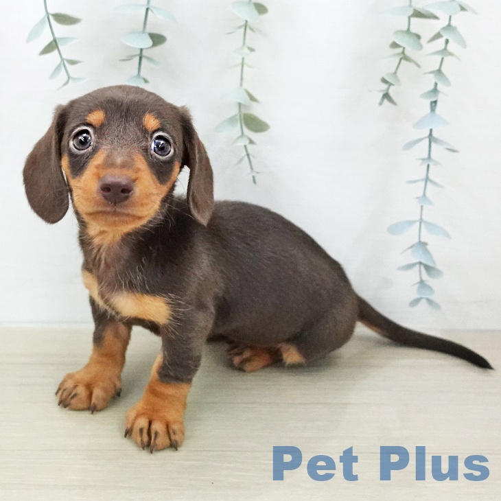 ミニチュア・ダックスフンドの写真2