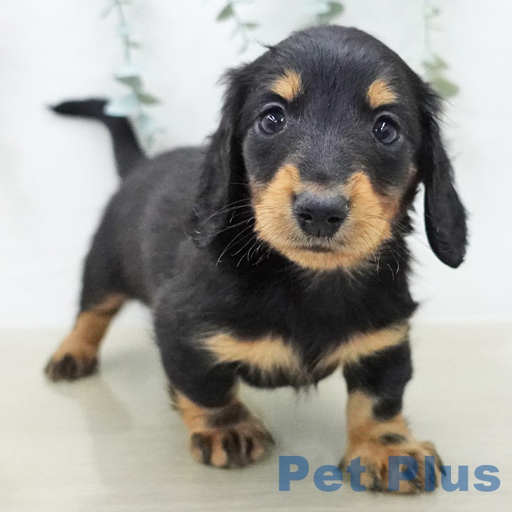 ミニチュア・ダックスフンド