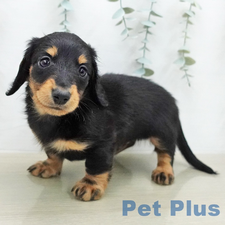 ミニチュア・ダックスフンドの写真2