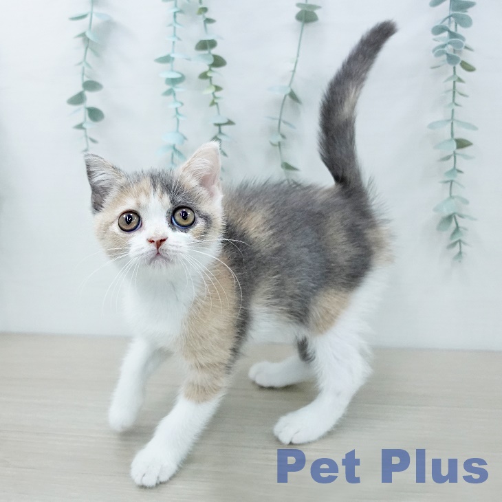 ブリティッシュショートヘア