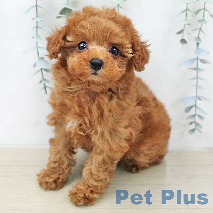 トイ・プードル