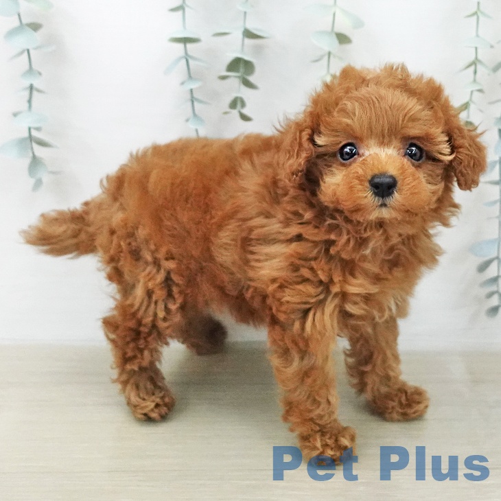 トイ・プードル