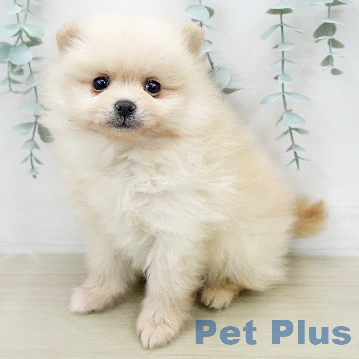 ポメラニアンの写真2