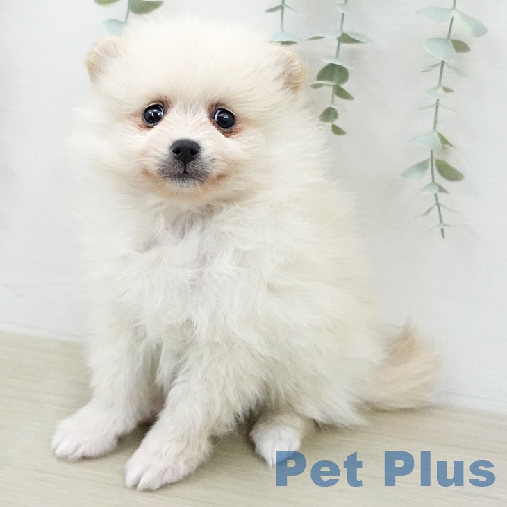ポメラニアンの写真2