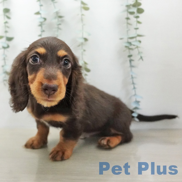 ミニチュア・ダックスフンドの写真2