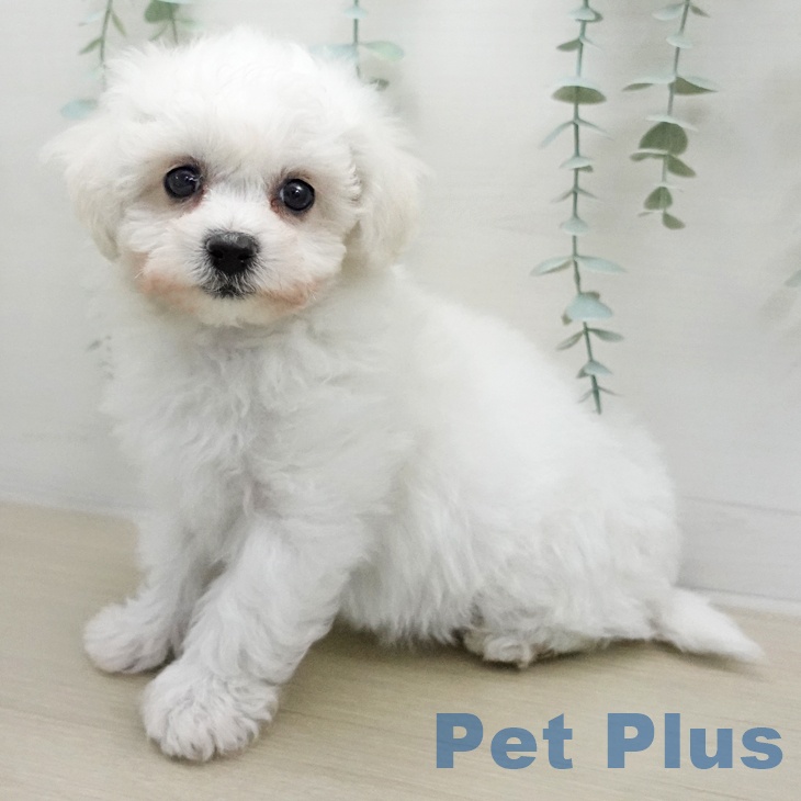 ビション・フリーゼ