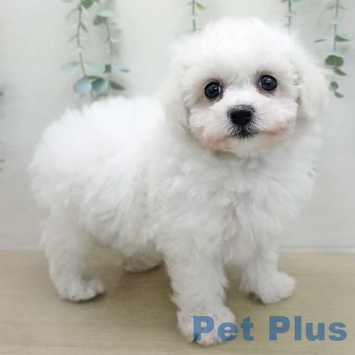 ビション・フリーゼの写真2