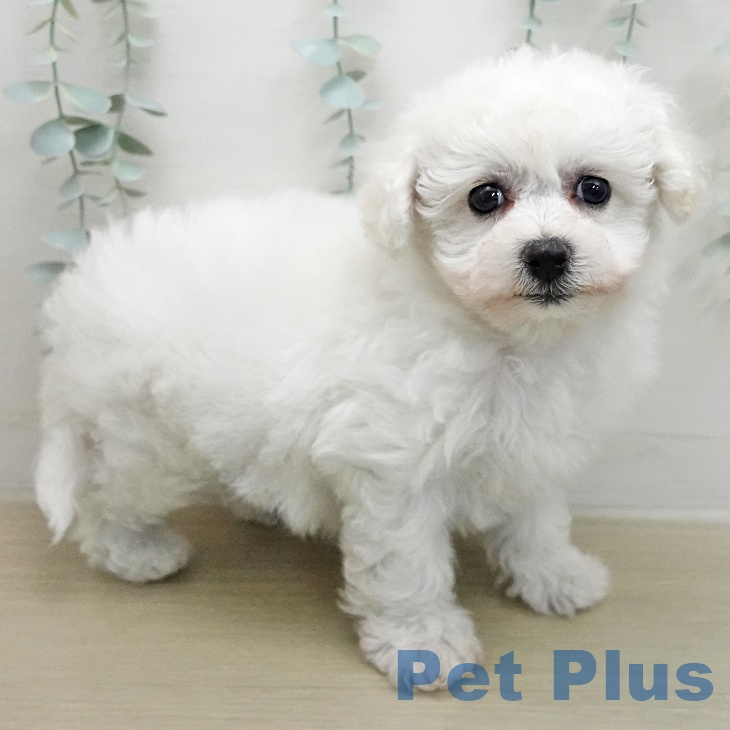 ビション・フリーゼの写真2