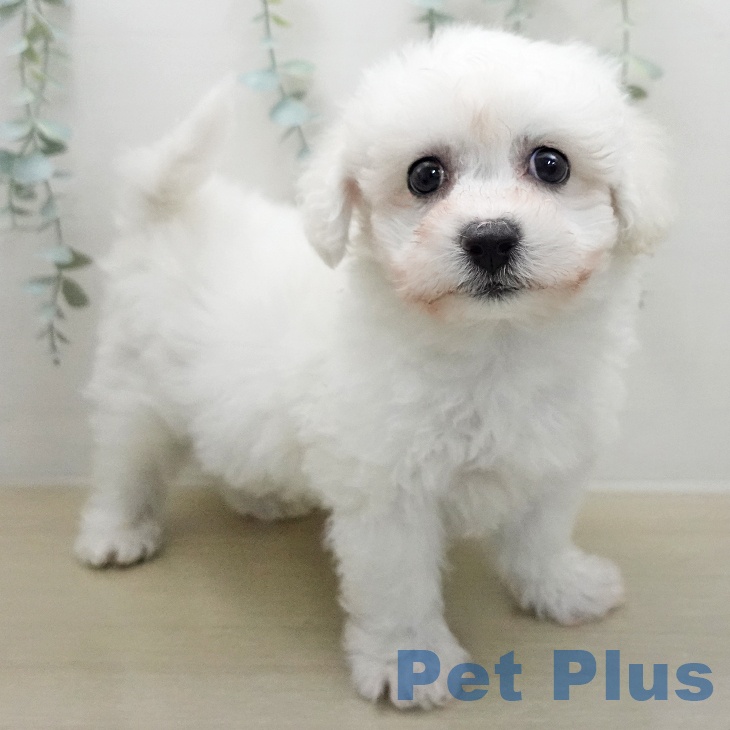 ビション・フリーゼ