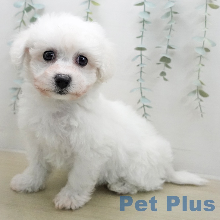 ビション・フリーゼの写真2