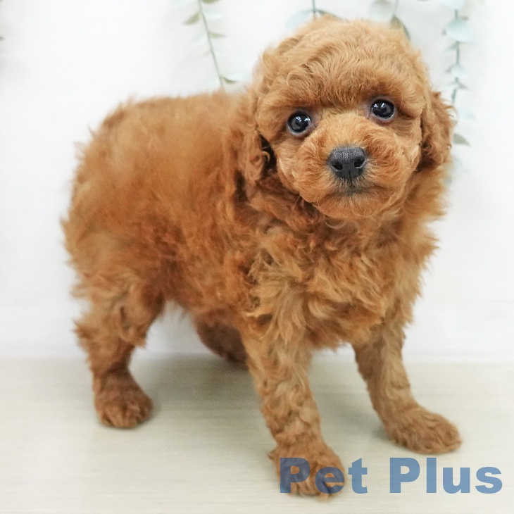 トイ・プードル