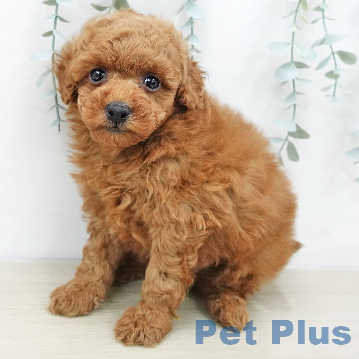 トイ・プードルの写真2