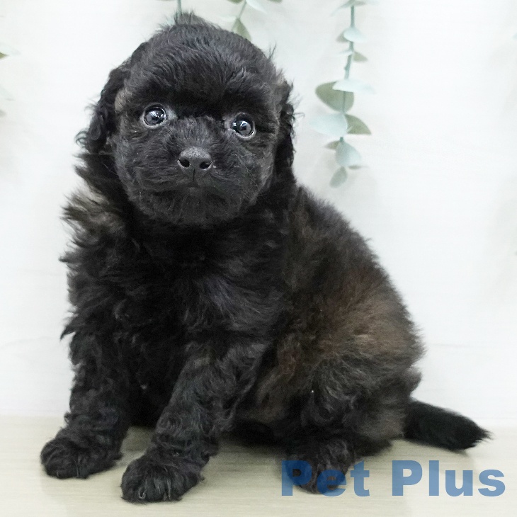 トイ・プードル