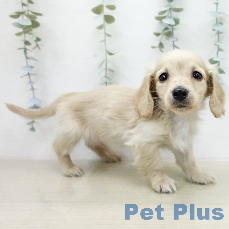 ミニチュア・ダックスフンドの写真2