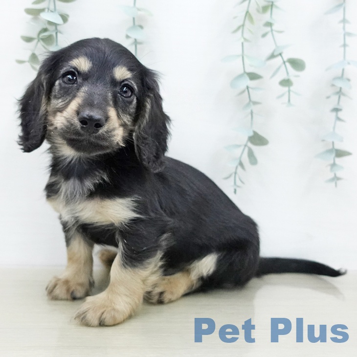 ミニチュア・ダックスフンド