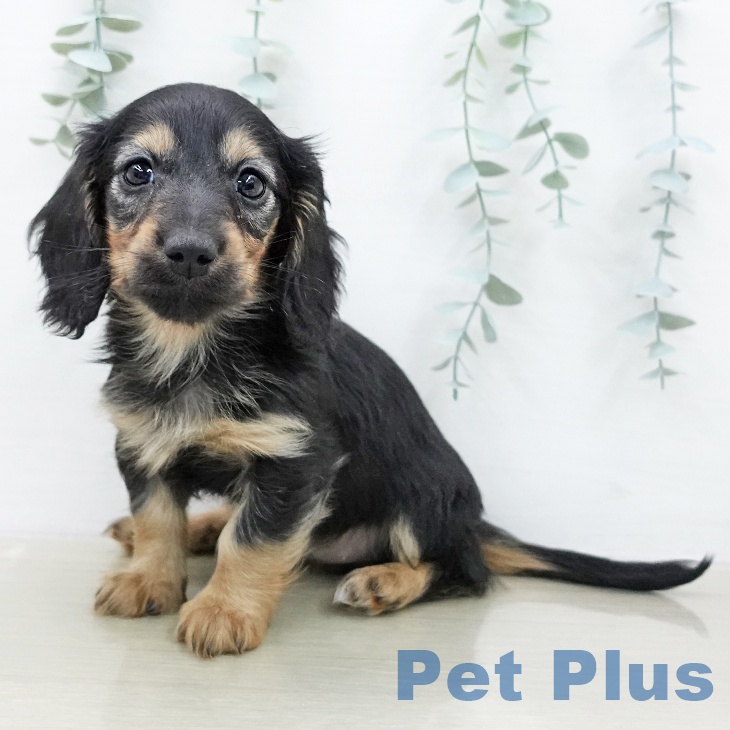 ミニチュア・ダックスフンド