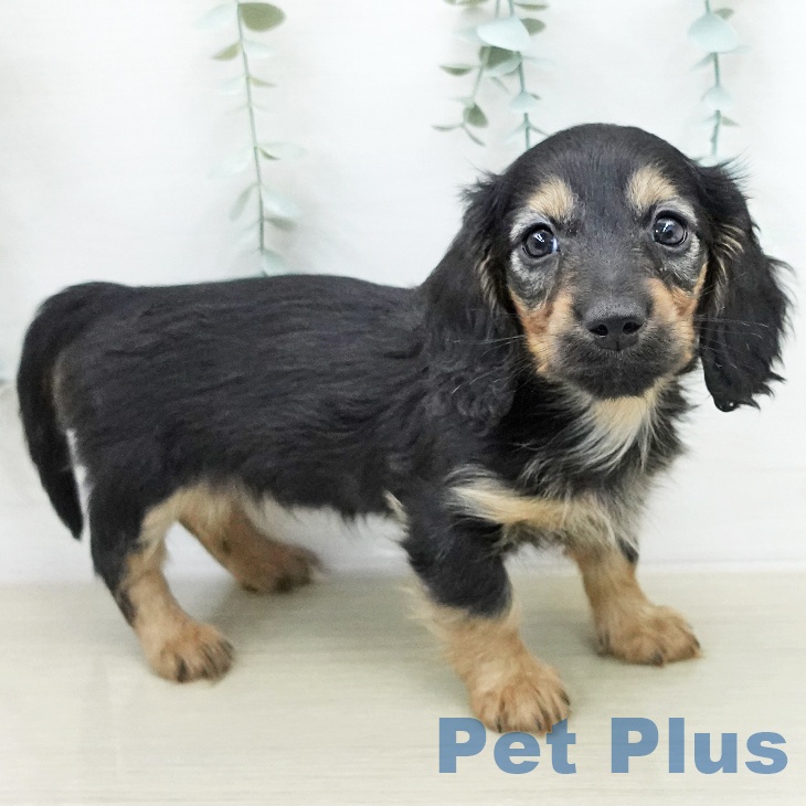 ミニチュア・ダックスフンド