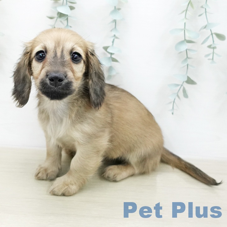 ミニチュア・ダックスフンド