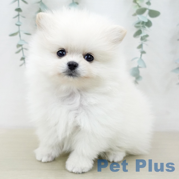 ポメラニアンの写真2
