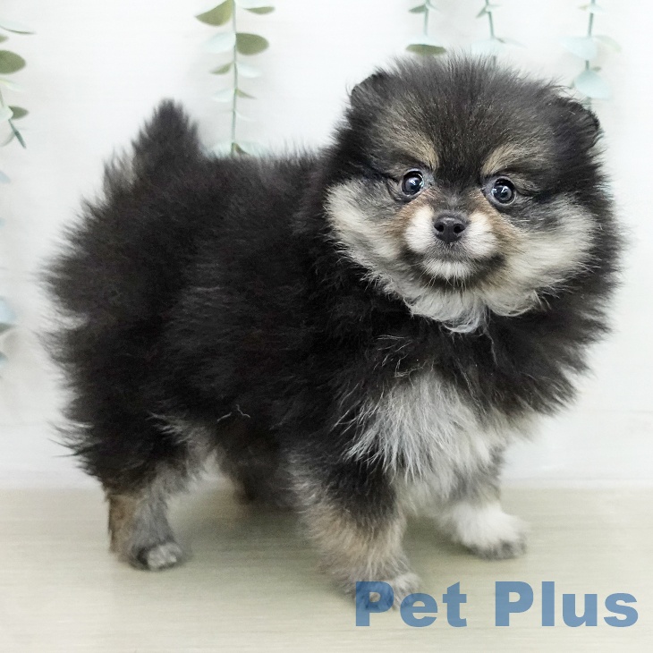 ポメラニアンの写真2
