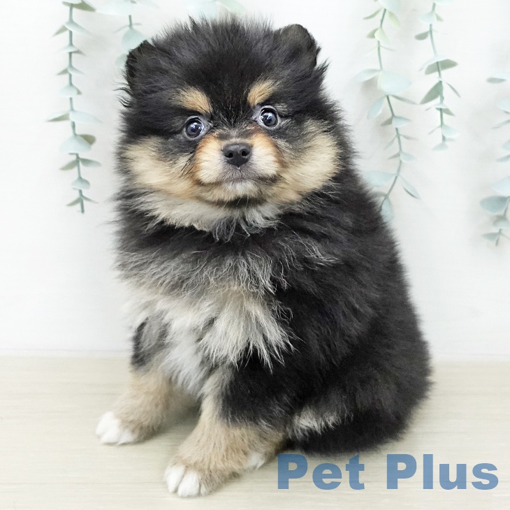 ポメラニアンの写真2