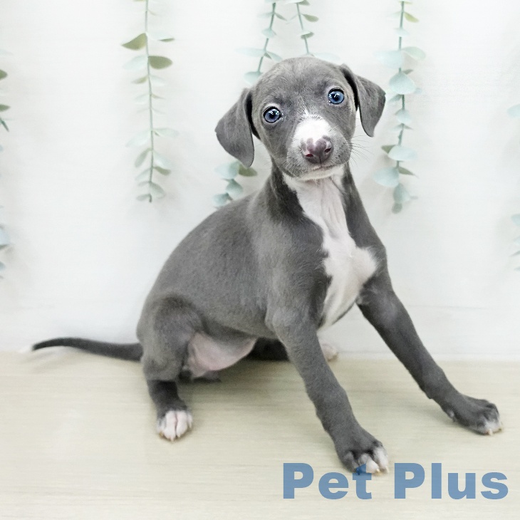 イタリアン・グレーハウンド