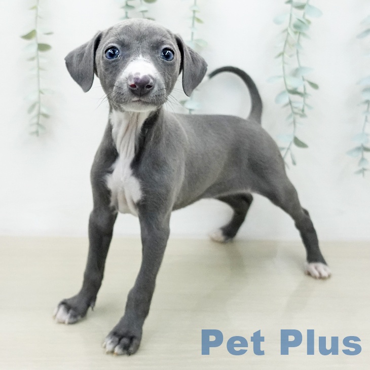 イタリアン・グレーハウンド