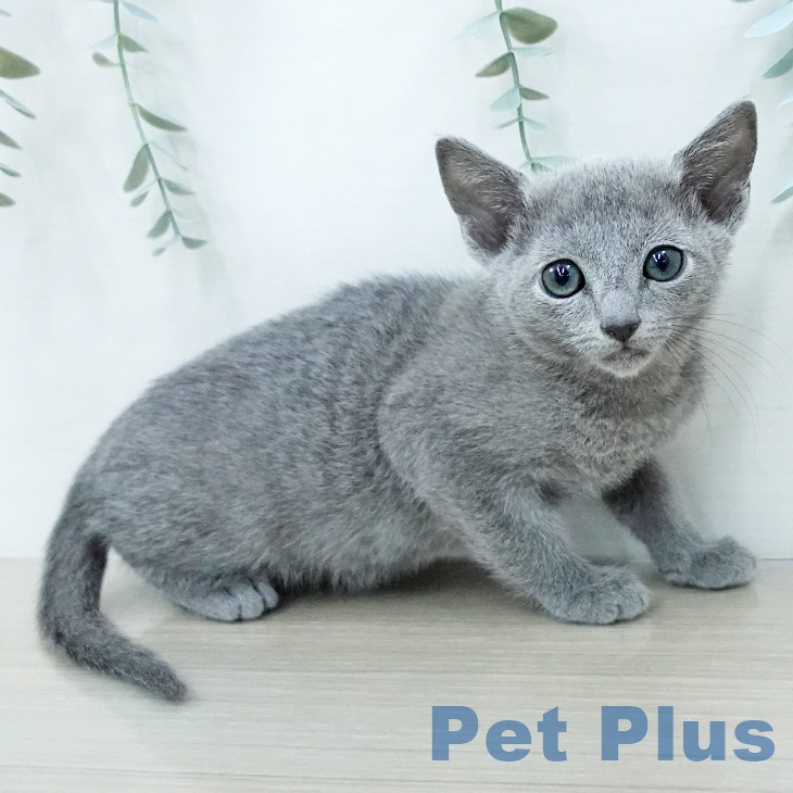 ロシアンブルー