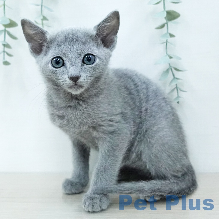 ロシアンブルーの写真2