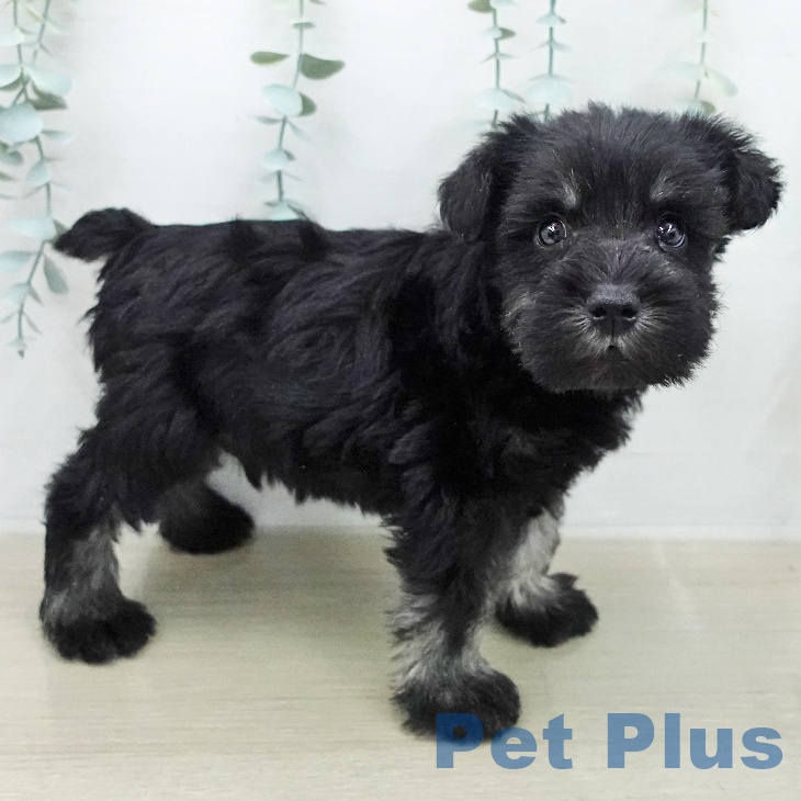 ミニチュア・シュナウザー