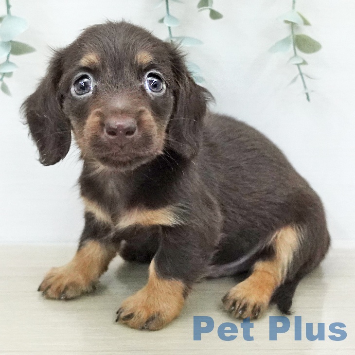 ミニチュア・ダックスフンド