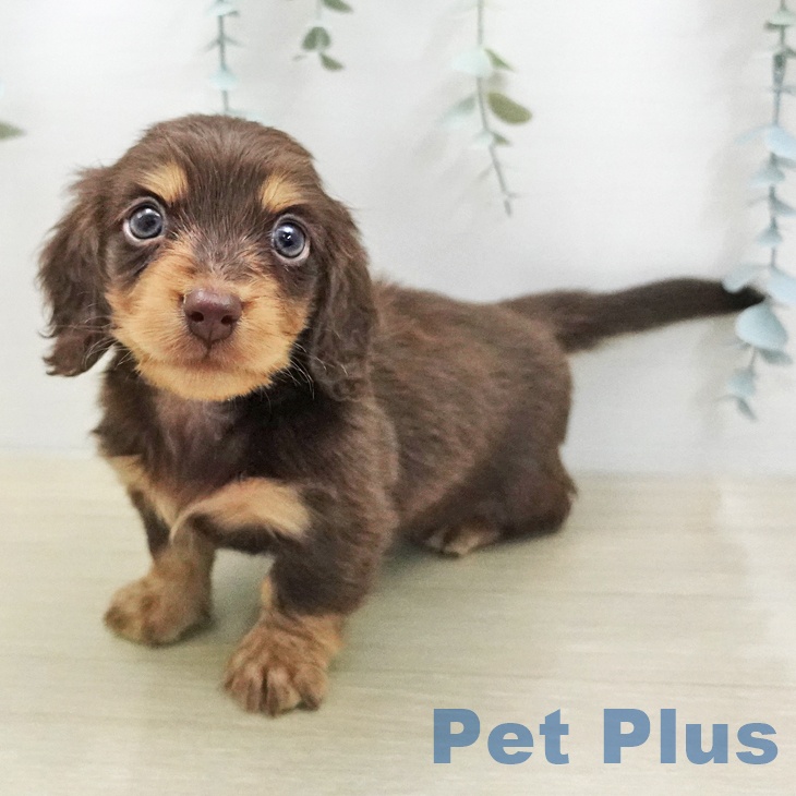 ミニチュア・ダックスフンドの写真2