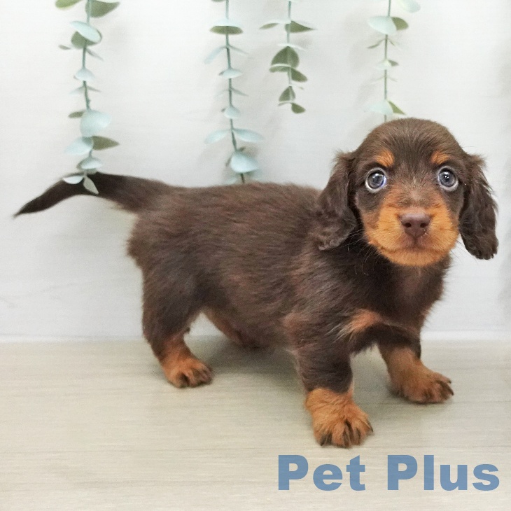 ミニチュア・ダックスフンドの写真2