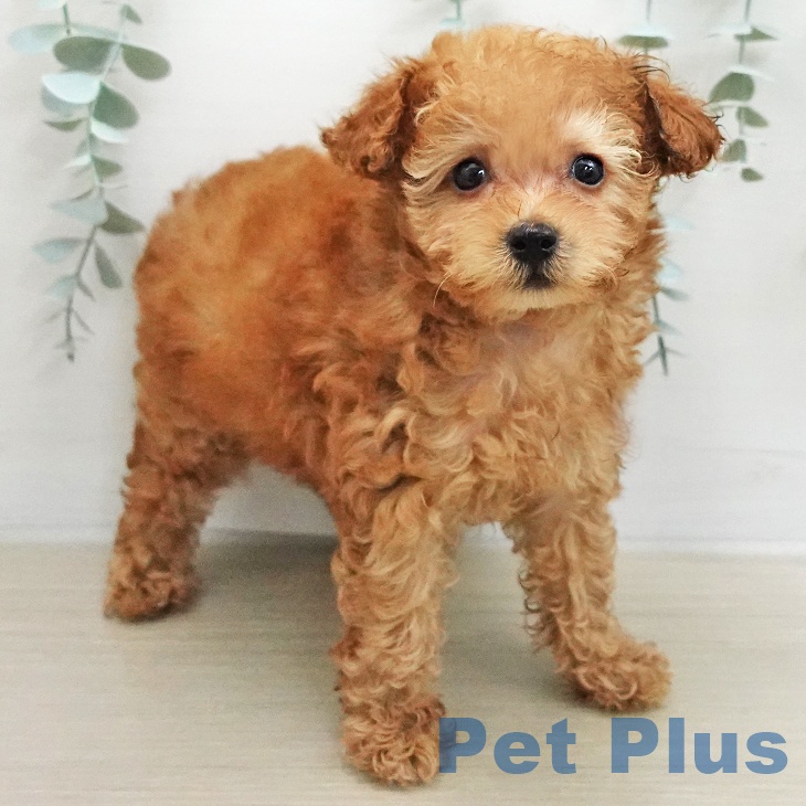 トイ・プードルの写真2