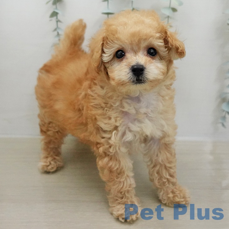 トイ・プードル