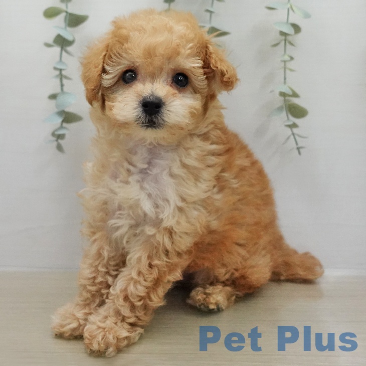 トイ・プードル