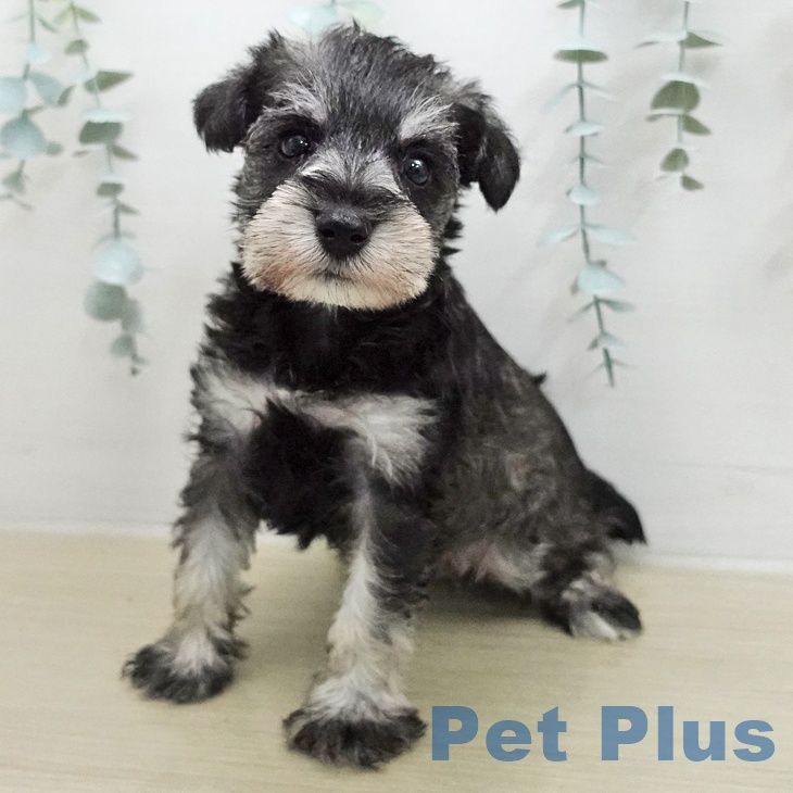 ミニチュア・シュナウザー