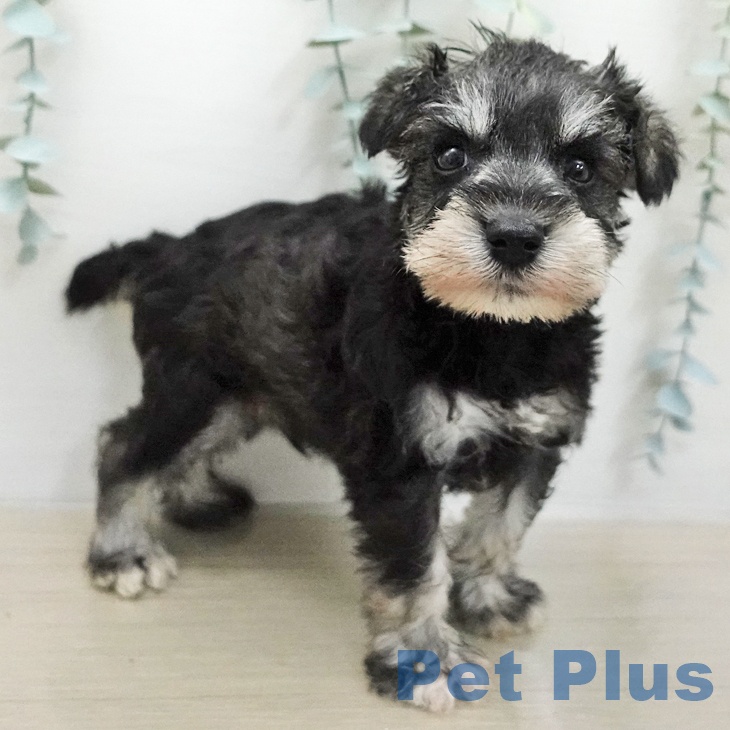 ミニチュア・シュナウザーの写真2