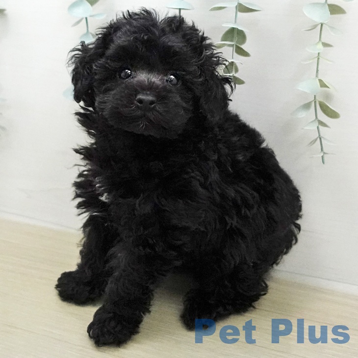 トイ・プードル