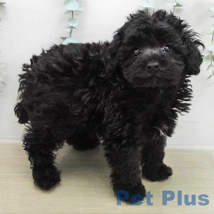 トイ・プードルの写真2