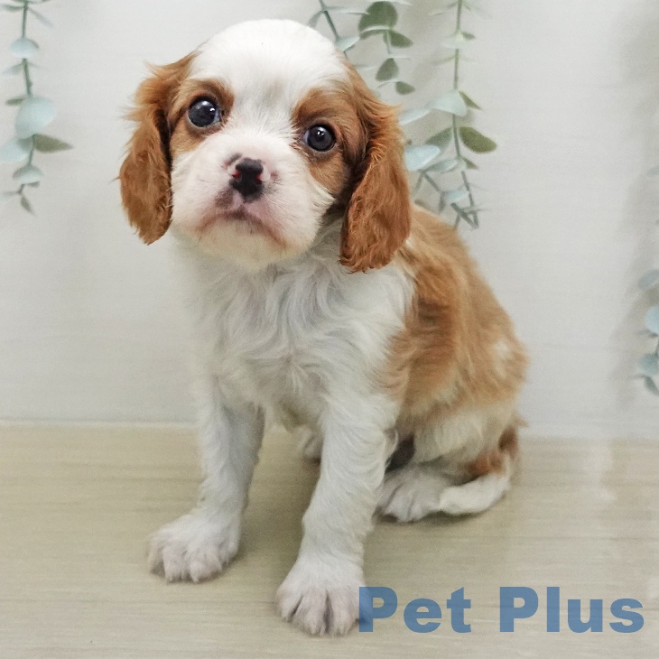 キャバリア・キングチャールズ・スパニエル