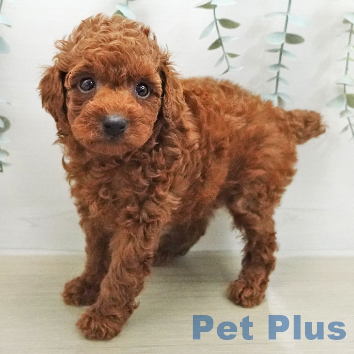 トイ・プードル