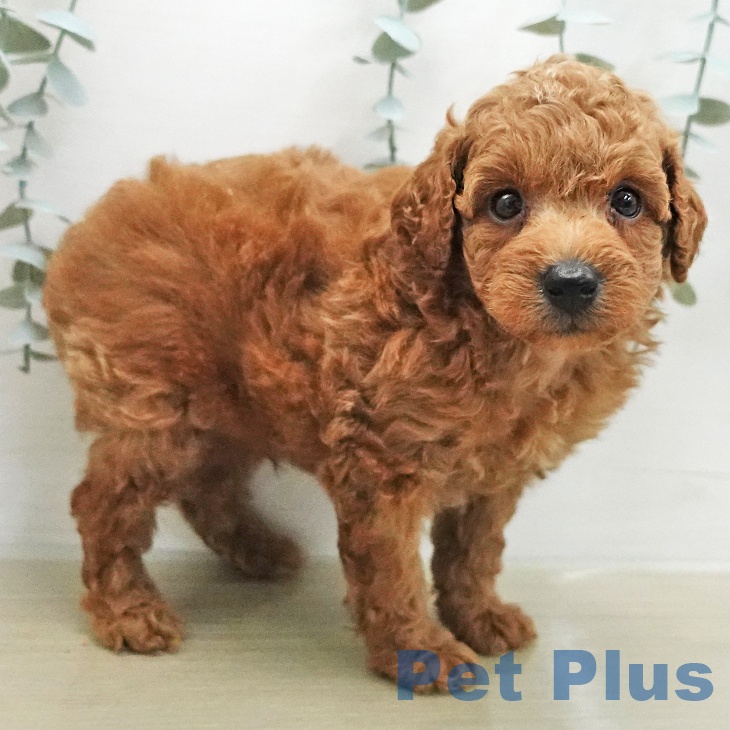 トイ・プードルの写真2