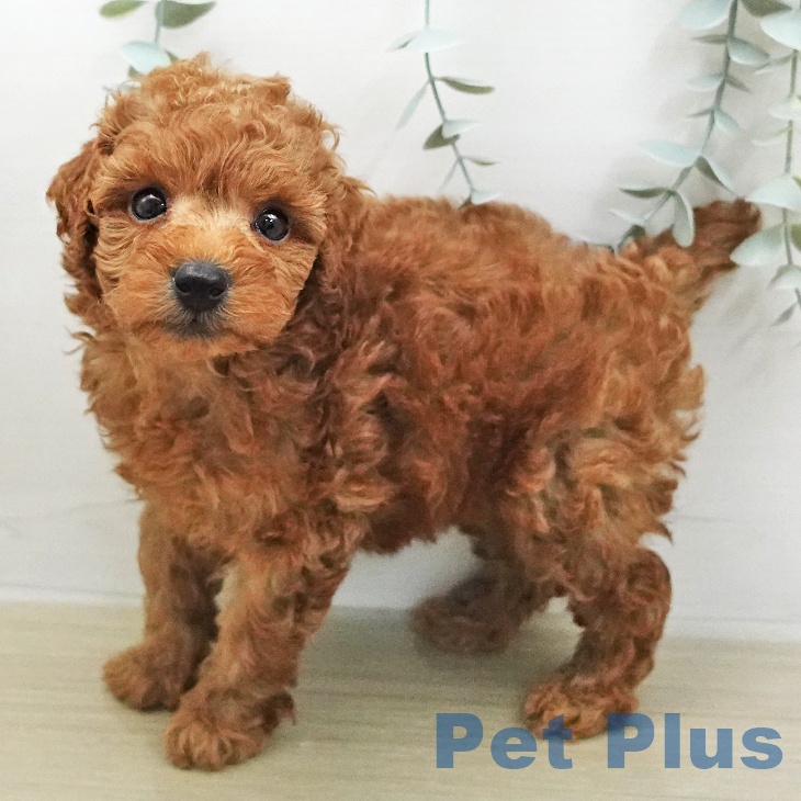 トイ・プードル