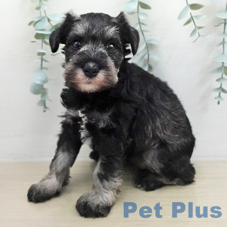 ミニチュア・シュナウザーの写真2