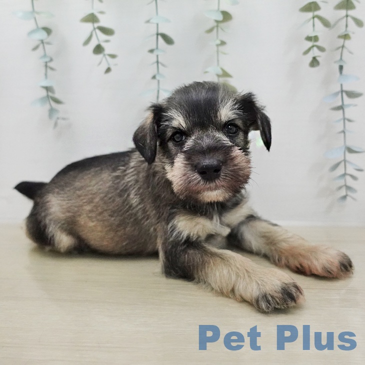 ミニチュア・シュナウザーの写真2